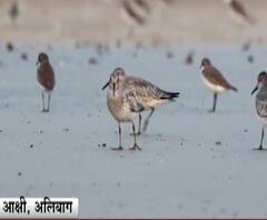 अलिबागच्या आक्षी समुद्रकिनारी दुर्मिळ पक्ष्यांचं दर्शन, 'मोठा जलरंग' या परदेशी पाहुण्याचं आगमन