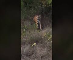 Viral Video | जंगल सफारीमध्ये वाघ पर्यटकांच्या अंगावर धावून आला, पर्यटकांना वाघाच्या दहशतीचा अनुभव