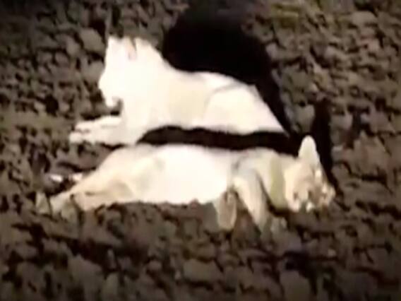 રાજકોટના આ વિસ્તારોમાં સિંહના ધામાથી લોકોમાં ભયનો માહોલ, જુઓ વીડિયો