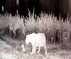 Mother Leopard Meets Her Cub | अन् भरकटलेल्या बिबट्याच्या बछड्याची आईशी भेट झाली