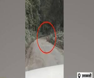 Uttarkashi: सड़क पर बेफ्रिक घूमते बाघ ने बढ़ाई लोगों की टेंशन| Uttarakhand Prime| ABPGanga 