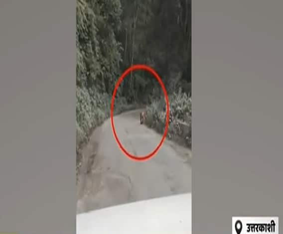 Uttarkashi: सड़क पर बेफ्रिक घूमते बाघ ने बढ़ाई लोगों की टेंशन| Uttarakhand Prime| ABPGanga 