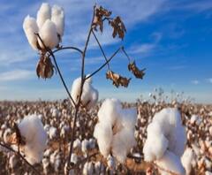 ऐन मोसमात कापूस खरेदीवर परिणाम होण्याची शक्यता, नुकसान भरपाई़साठी जिनिंग चालकांना नोटीस