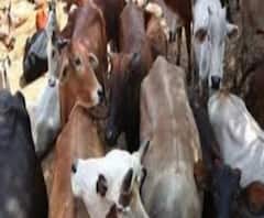 গরু ও কয়লা পাচার তদন্তে মুখোমুখি বসানো হতে পারে লালা ও এনামুলকে, দেখুন Ananda Sakal IV 