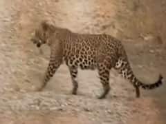 Maharashtra के Solapur में आदमखोर तेंदुए का आतंक, 9 लोगों की ली जान | Panchnama 