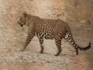 Maharashtra के Solapur में आदमखोर तेंदुए का आतंक, 9 लोगों की ली जान | Panchnama 