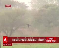 Ambazari Lake | स्पेशल रिपोर्ट | नागपुरातील अंबाझरी तलावाची जैवविविधता धोक्यात? वन्यजीवांना टेन्शन