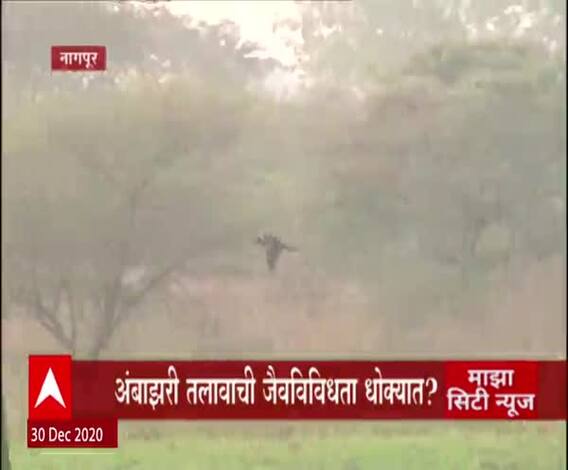 Ambazari Lake | स्पेशल रिपोर्ट | नागपुरातील अंबाझरी तलावाची जैवविविधता धोक्यात? वन्यजीवांना टेन्शन