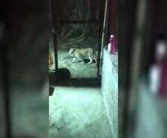 Karmala Leopard | नरभक्षक बिबट्या अजूनही मोकाट; शोधासाठी हेलिकॉप्टरची मागणी