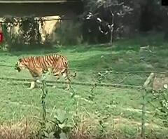 New Year Celebration 2021: অন্যান্য বছরের বর্ষশেষের তুলনায় ১০ শতাংশ লোক চিডিয়াখানায়, ফাঁকা ভিক্টোরিয়াও 