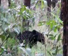 Black Leopard in Pench Reserve | पेंच व्याघ्र प्रकल्पात काळ्या बिबट्याचं दर्शन