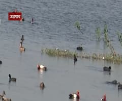 Jalgaon Birds | जळगावात विदेशी पाहुण्यांचं आगमन, विविध जलाशयांवर पक्ष्यांचं दर्शन!
