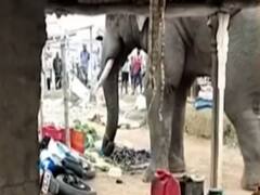 Elephant causes havoc in Odisha's village, destroys vegetable market