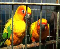 Bird Fair: শীতের বেলায় পাখির মেলা বসেছে সন্তোষ মিত্র স্কোয়ারে, চলবে ২৭ ডিসেম্বর অবধি