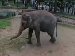 World's loneliest elephant leaves for Cambodia for new life