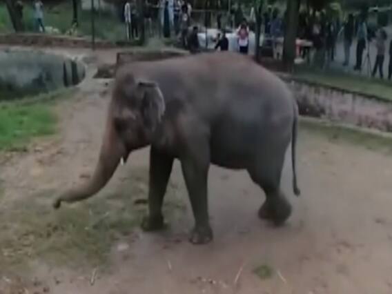 World's loneliest elephant leaves for Cambodia for new life