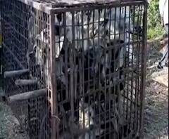 Aurangabad | औरंगाबादमधील उपळीत वानरांचा हैदौस, 70 माकडं जेरबंद, वनविभागाकडून वानरांचा बंदोबस्त