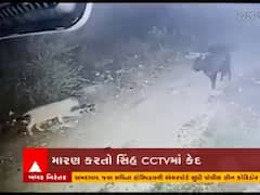 રાજકોટના ભાયાસર ગામે સિંહે ગાયનું મારણ કર્યુ, જુઓ CCTV