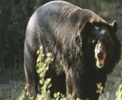 भालू का आंतक, हमले में दो और गायों की मौत, अब तक 25 मवेशियों की गई जान | Purab Pashchim 