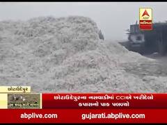 છોટાઉદેપુરના નસવાડીમાં CCIએ ખરીદેલો કપાસનો પાક પલળ્યો, જુઓ વીડિયો 