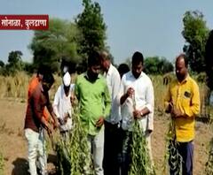 शेती जगत | बुलडाण्यात 5 एकर संत्र्याच्या बागेची अज्ञातांकडून नासधूस