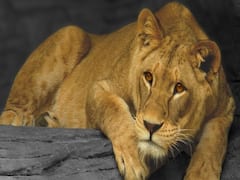 રાજકોટના આ ગામમાં સિંહ લટાર મારતા જોવા મળ્યા, જુઓ વીડિયો 