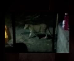 Special Report | 34 दिवस, 12 बळी, एक जबडा.. 12 निष्पापांचा बळी घेणारा बिबट्या जेरबंद कधी होणार?