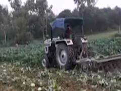 बिहार में एक किसान ने फसल का दाम सुनकर चलाया अपने ही फसल के ऊपर Tractor 