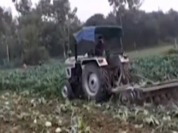 बिहार में एक किसान ने फसल का दाम सुनकर चलाया अपने ही फसल के ऊपर Tractor 