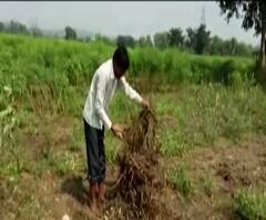 अतिवृष्टीची पाहणी करण्यासाठी केंद्रीय पथक औरंगाबादेत दाखल, अतिवृष्टीमुळे शेतकऱ्यांचं मोठं नुकसान