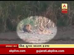 ગીર સોમનાથઃ શેરડીના ખેતરમાં સિંહ-સિંહણનો આરામ ફરમાવતો વીડિયો વાયરલ
