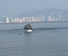 Dolphins spotted at Vashi Creek | नवी मुंबईतल्या खाडीत डॉल्फिन मासे? काय आहे व्हिडीओमागचं सत्य?