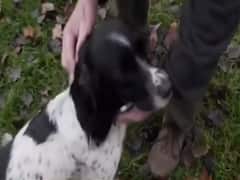 Why are dogs being stolen amid lockdown in England?