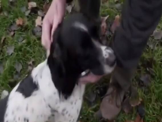 Why are dogs being stolen amid lockdown in England?