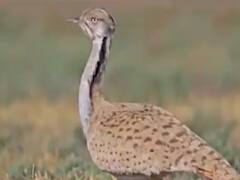 કચ્છના નાના રણમાં જોવા મળ્યું વિદેશી પક્ષી, પગ પર જોવા મળી શંકાસ્પદ રીંગ