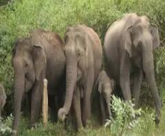 हाथियों के झुंड का हमला, एक मजदूर की मौत, लोगों ने भाग कर बचाई जान | ABP Ganga 