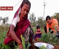 #Agriculture सेंद्रिय शेतीतून साधली प्रगती, तीन गुंठ जागेत 75 प्रकारची पिकं,कसं आहे हे शेतीचं मॉडेल?