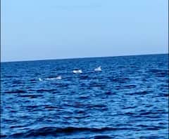 Dolphins spotted off Sindhudurg coast | सिंधुदुर्ग - देवबागमधील समुद्रात डॉल्फिनचे दर्शन