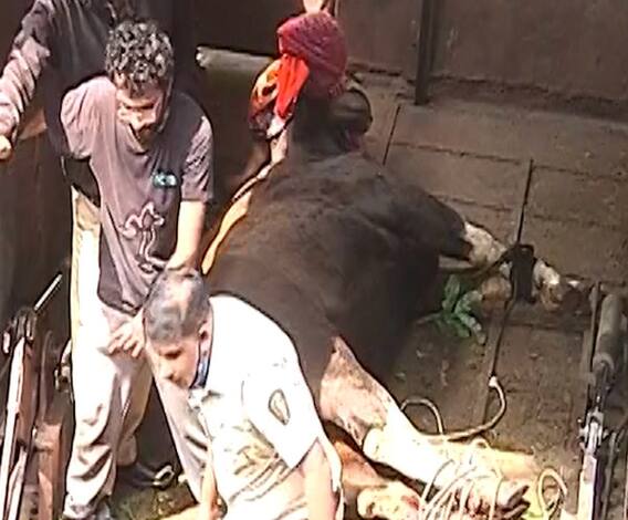 Pune News | पुण्यातील कोथरुड परिसरात शिरलेल्या 'त्या' रानगव्याचा मृत्यू