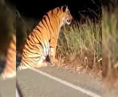 Chandrapur | चंद्रपुरातल्या रस्त्यावर वाघाचा मुक्तसंचार; व्हिडीओ व्हायरल