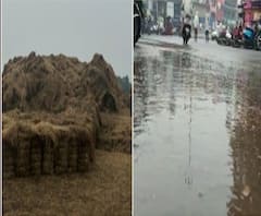 Unseasonal Rain | पालघर, नंदुरबारमधील शेतकरी, व्यापारी संकटात, नंदुरबारमध्ये लाखो क्विंटल मिरची खराब होण्याची भीती