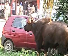 Pune | कोथरुडचा रानगवा अखेर वन विभागाच्या जाळ्यात; थरारकर ऑपरेशन ‘माझा’वर