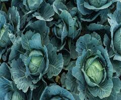 Cabbage Rates Fall | कोबी उत्पादक शेतकऱ्यांसमोर नवं संकट, आवक वाढल्याने कोबीचे दर घसरले