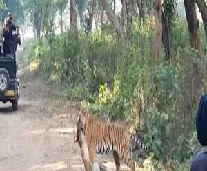 जब Jim Corbett में बाघ ने किया शिकार, वीडियो हो गया वायरल | Uttarakhand | ABPGanga 