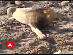 રાજકોટઃ પજવણીથી કંટાળીને સિંહ ત્રાડ નાખીને યુવકોની બાઇક પાછળ ભાગ્યો, યુવકો ઉભીપૂંછડીએ ભાગ્યા 