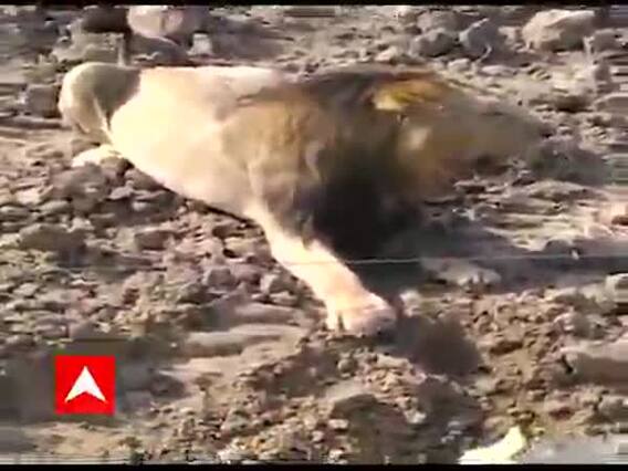 રાજકોટઃ પજવણીથી કંટાળીને સિંહ ત્રાડ નાખીને યુવકોની બાઇક પાછળ ભાગ્યો, યુવકો ઉભીપૂંછડીએ ભાગ્યા 