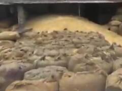 તાપીઃ વ્યારા યાર્ડમાં વેપારીઓએ ખરીદેલો ડાંગરનો પાક પલળી ગયો,જુઓ વીડિયો