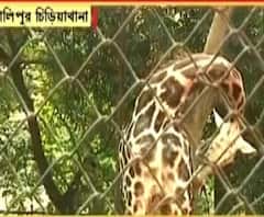 Alipore Zoo: শীতের চিড়িয়াখানায় নতুন সদস্য, দর্শকদের সামনে Giraffe লক্ষ্মীর ছানা