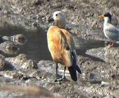 Rural News | माझं गाव माझा जिल्हा | राज्याच्या कानाकोपऱ्यातील बातम्यांचा आढावा | 07 डिसेंबर 2020