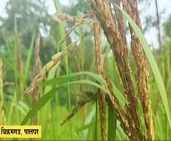 शेती जगत | शेती क्षेत्रातील घडामोडींचा वेगवान आढावा | काय आहे शेतीची परिस्थिती? 17 डिसेंबर 2020